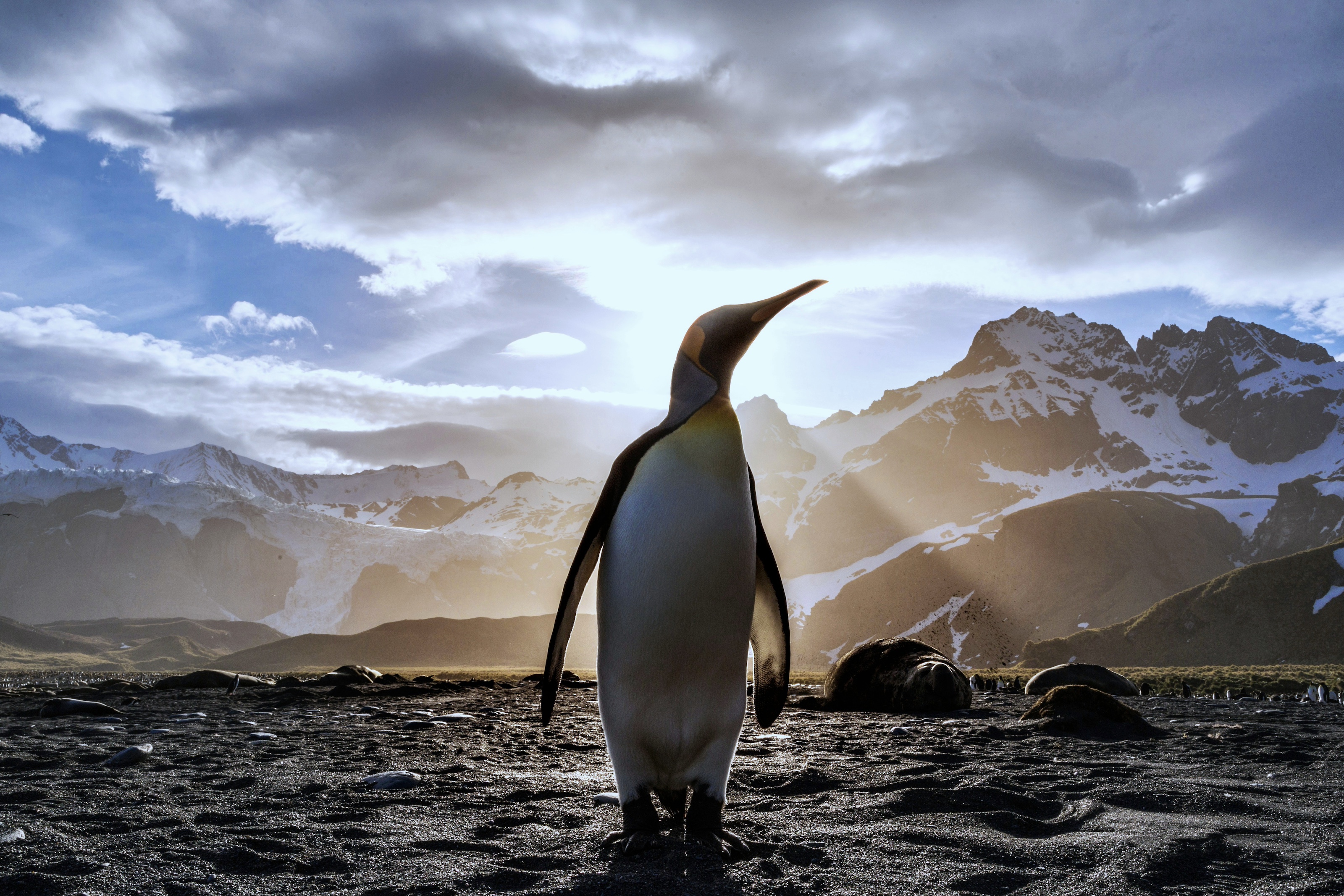 Pinguin von vorne, im Hintergrund der Sonnenaufgang und leicht bewölkter Himmel